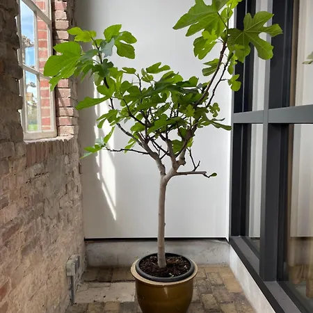 Appartamento De Koningsspil - Daar Bij Kempermolen *